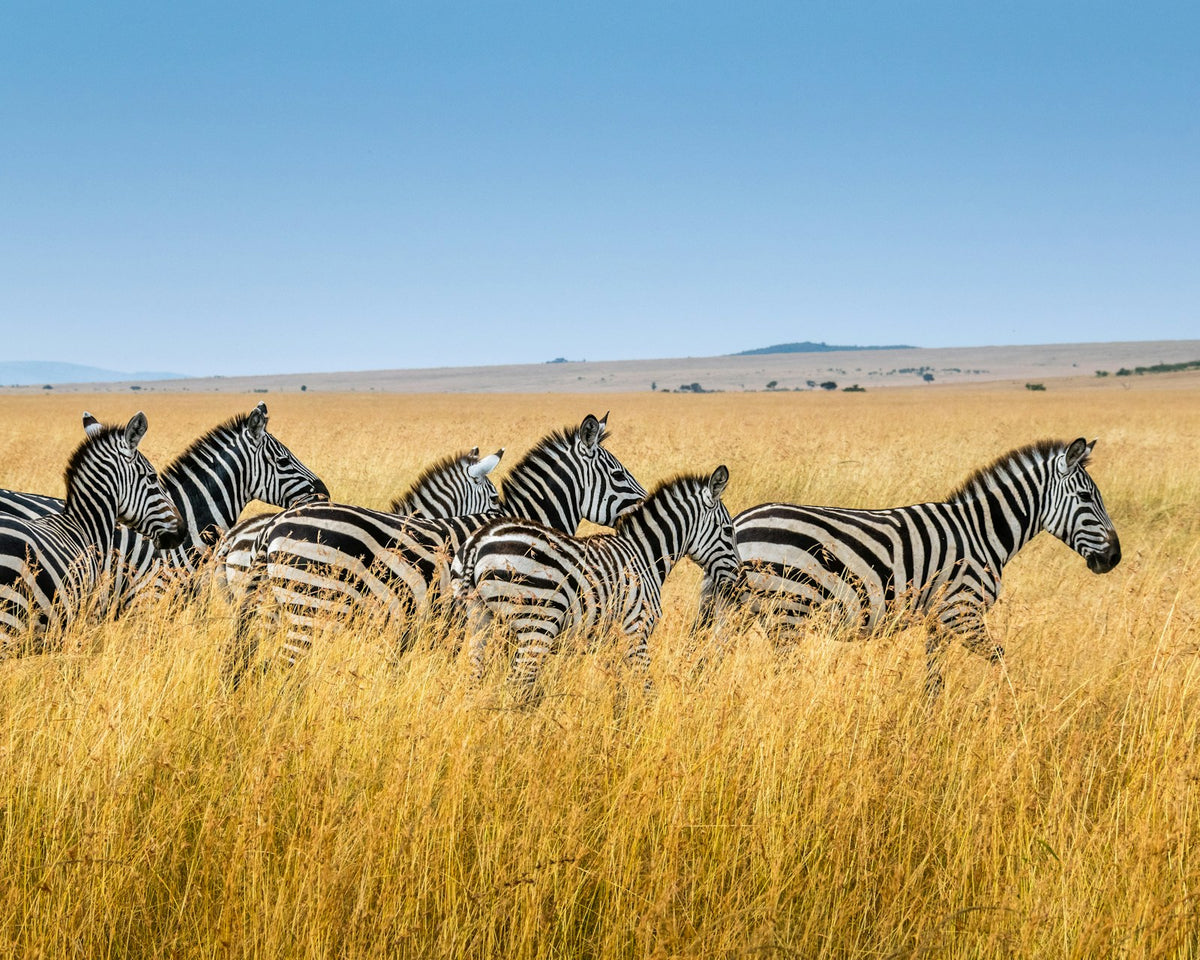 Artistic Red Roses - AI FLORIST flower bouquet